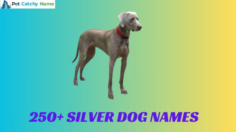 Silver Dog Names