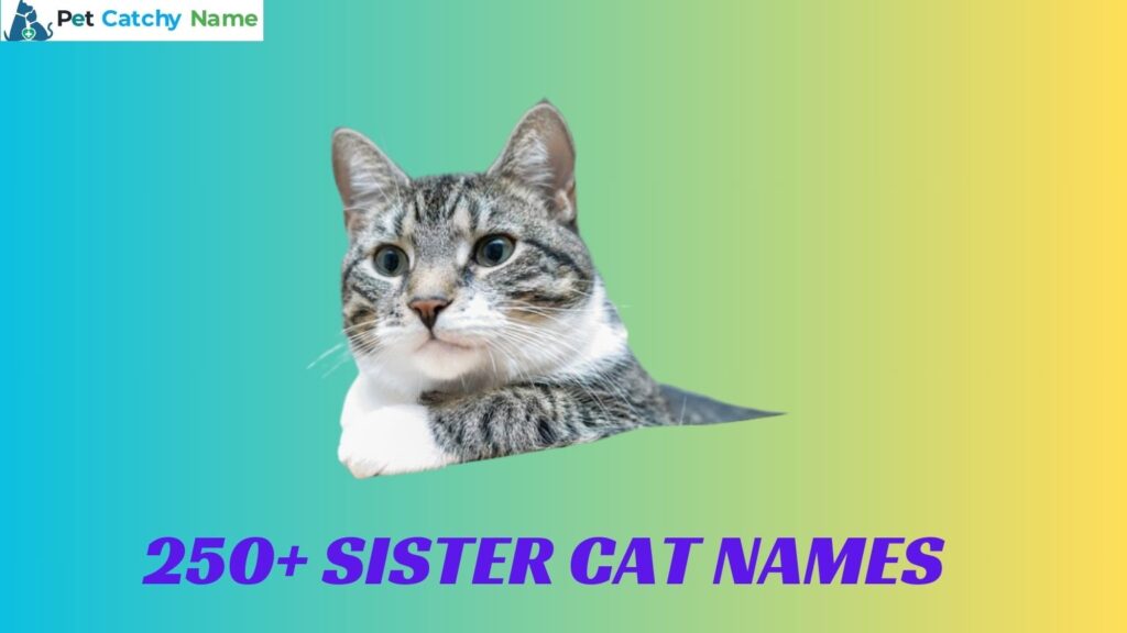 Sister Cat Names