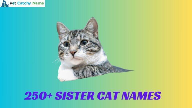 Sister Cat Names