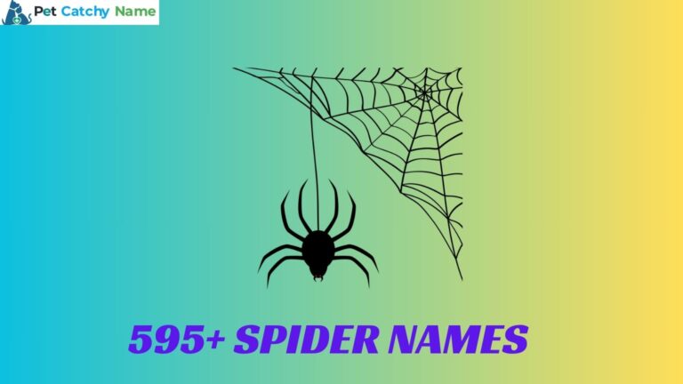 Spider Names