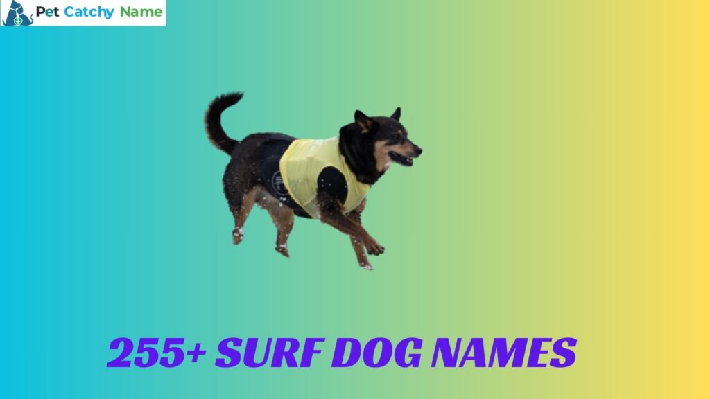 Surf Dog Names