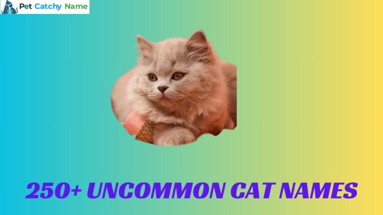 Uncommon Cat Names