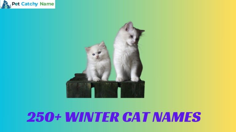 Winter Cat Names