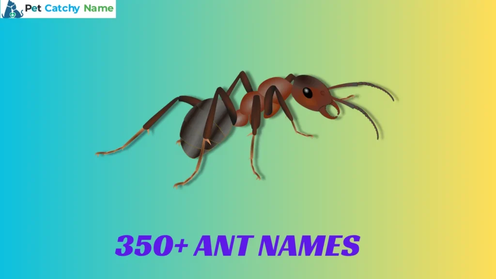 Ant Names